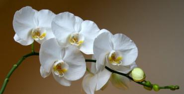 Как ухаживать за орхидеей дома: советы и рекомендации для Фаленопсиса, Ванды и карликового видов Уход за цветами орхидея